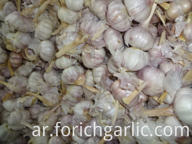 New Crop Fresh Garlic